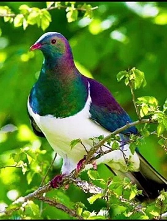 BÉLOS PÁSSAROS -- NATUREZA  _ CONFIRA__(360P)