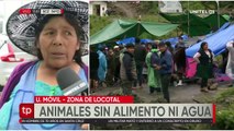 Cuatro días sin alimentos: animales mueren de hambre en el bloqueo de Locotal