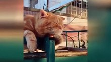 Funny cat compilation