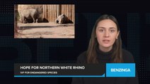 This IVF Procedure Could Save Northern White Rhinos from Extinction