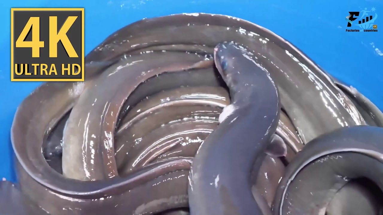Eel Farming Unveiled: The Fascinating Journey from Aquatic Habitat to Korean Culinary Delicacy! 