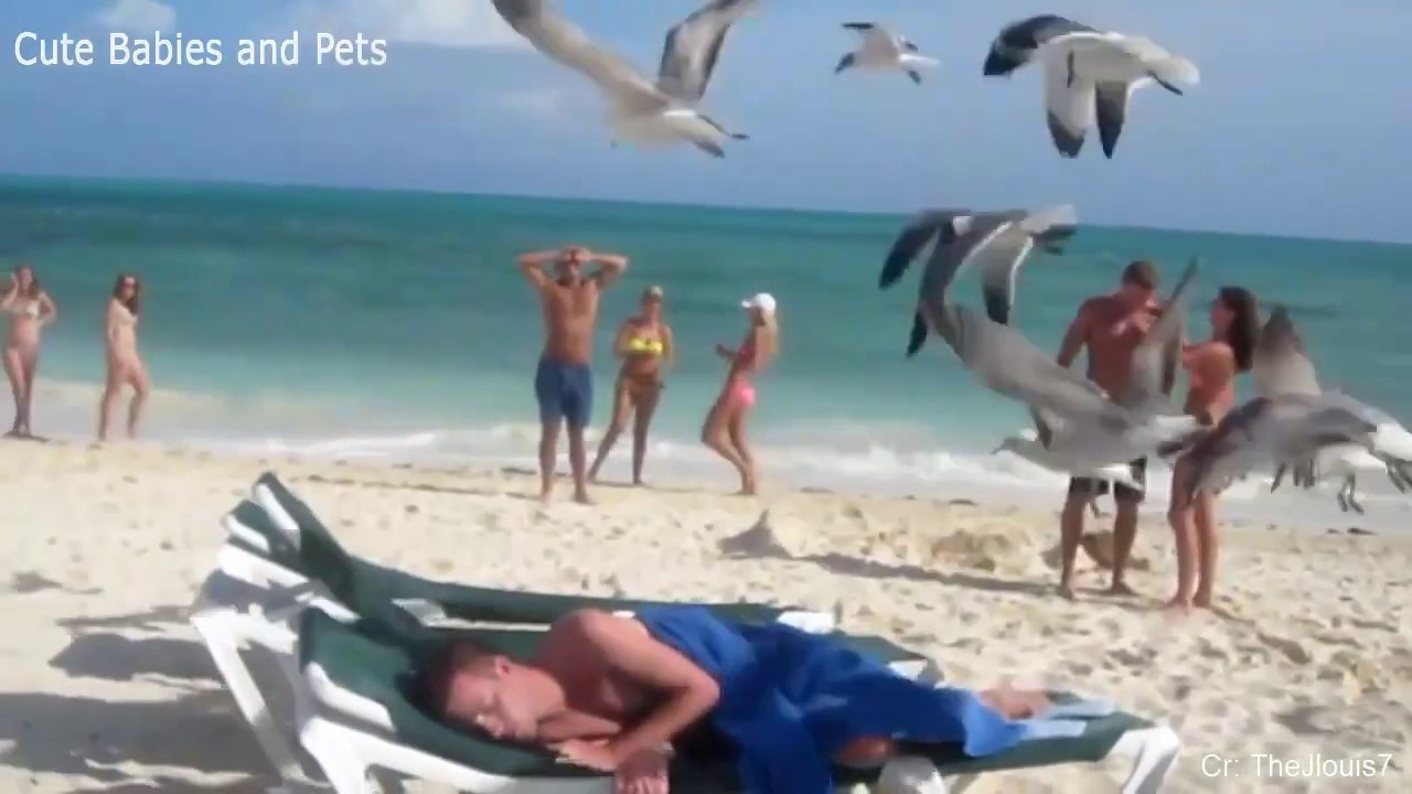 Funny Different Animals Chasing and Scaring People 2024