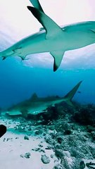 Tiger Shark Nibbles at Divers Head