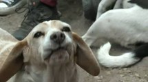 Así puede ayudar a los perritos rescatados del incendio en el cerro El Cable, en Bogotá