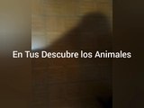 little people comercial descubre los animales