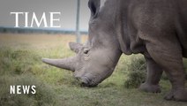 World's First IVF Rhino Pregnancy May Help Save the Northern White Rhino From Extinction