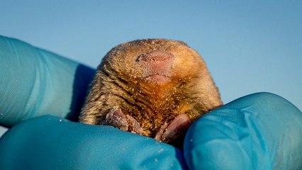 'Lost' golden mole rediscovered after 86 years
