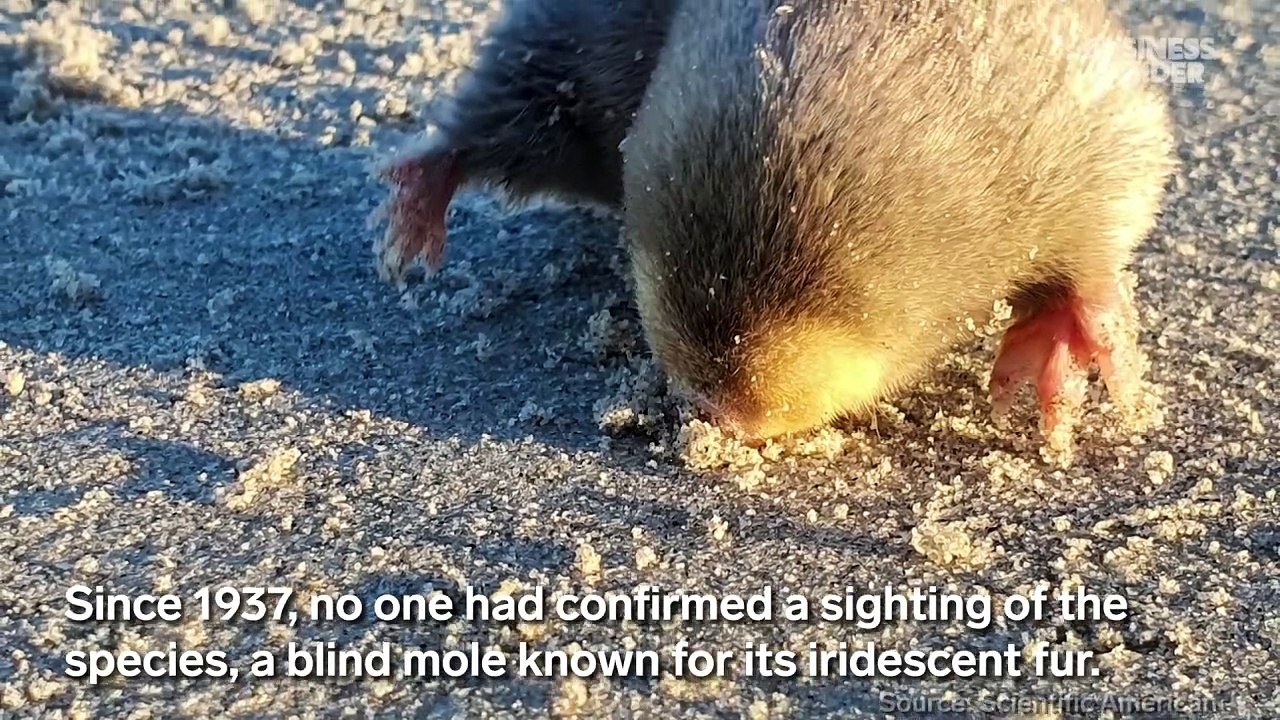 'Lost' golden mole rediscovered after 86 years