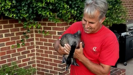Dad Replaces His Daughter With A Goose