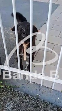 Tutora que colocou triângulo de madeira no pescoço de cão é denunciada e vai responder por maus-tratos