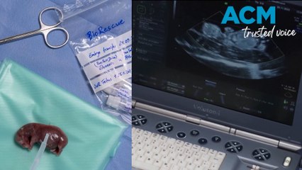 First successful IVF impregnation could save northern white rhino