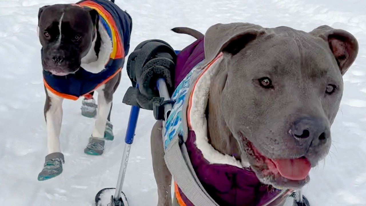 Pittie Brothers Have The Most Special Bond