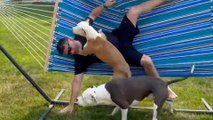 Pitties Can't Stop Knocking Their Parents Off Of Hammock