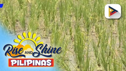 DA, nakapagtala ng higit P717K halaga ng pinsala sa agrikultura dahil sa El Niño