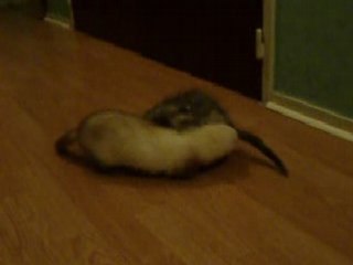 zelda qui court avec son gros bidon lol