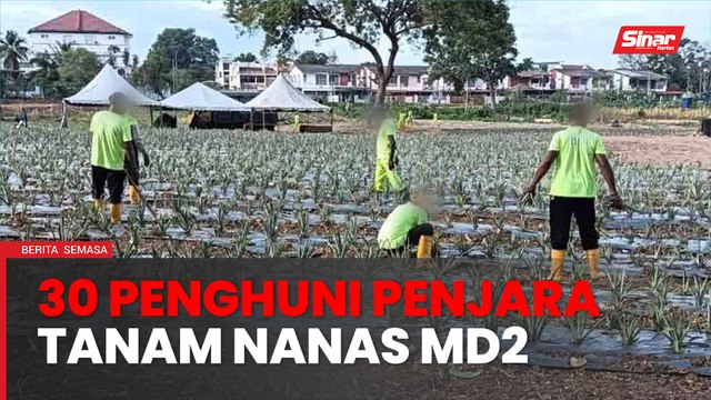 Ladang nanas MD2 'istimewa' dari penjara
