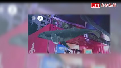 台南新景點熱潮！6萬人體驗「野生鯨魚空中遊」與AI海盜冒險🌊