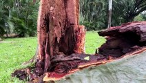 Townsville residents start cleanup after Cyclone Kirrily