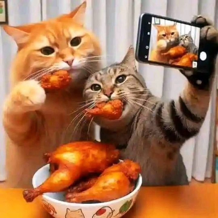 Yo se que tu tambien hablas com los gatos