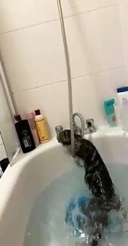 cat Cutest thing you'll see today