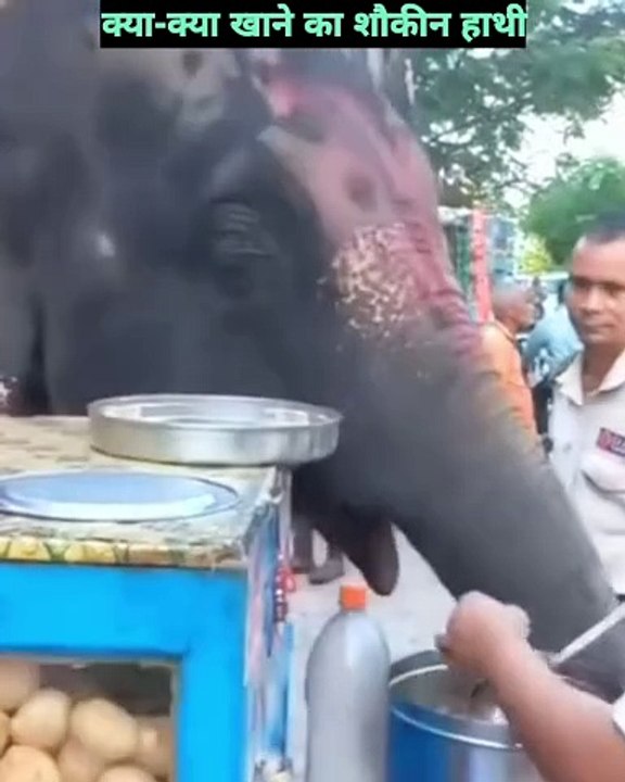 See this elephant | watch till end