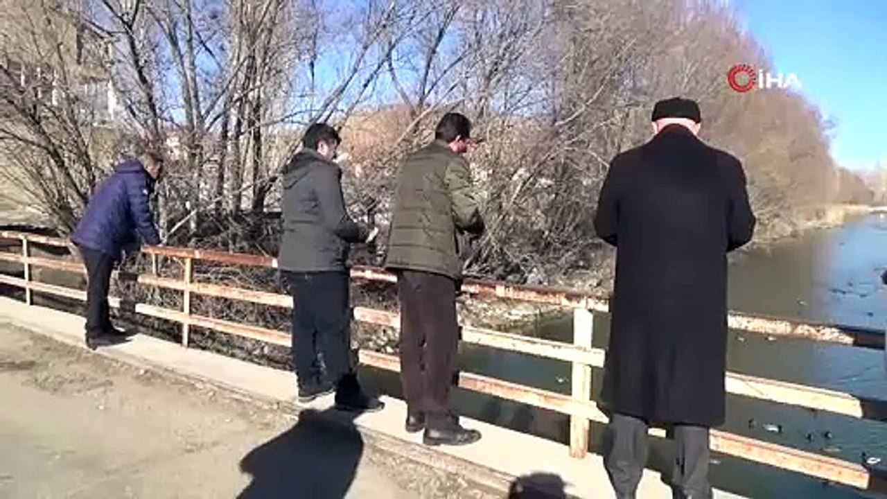 Sibirya’dan göç eden yeşilbaşlı ördekler Bayburt’u sevdi