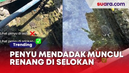 Penyu Mendadak Muncul Renang di Selokan, Kondisi Airnya Auto Bikin Salfok Warganet