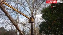 Ağaçta 3 gündür mahsur kalan kediyi belediye ekipleri kurtardı