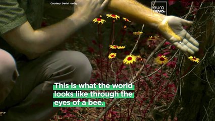 What does the world look like through the eyes of a bee? New tech reveals how animals see colours