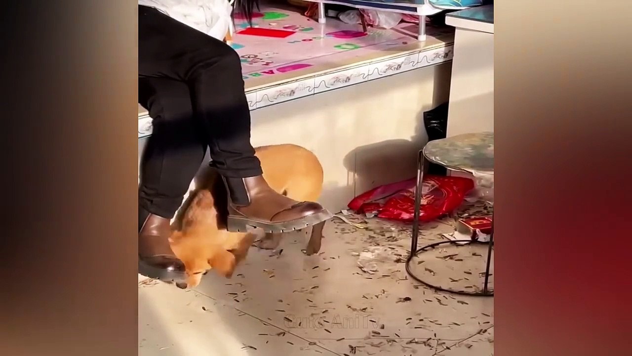 Funny Videos 2024  Cutest Cats and Dogs-non stop lauhting