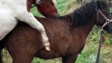 Beautiful horses meeting video