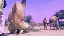 camel meeting video