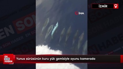 Yunus sürüsünün kuru yük gemisiyle oyunu kamerada