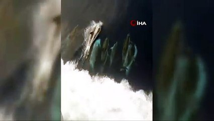 Yunus sürüsünün kuru yük gemisiyle oyunu kameralara yansıdı