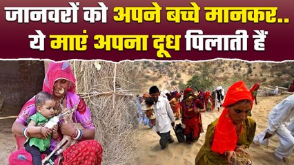 Rajasthan: Animals को बच्चों की तरह दूध पिलाती हैं Bishnoi समाज की महिलाएं, क्यों | वनइंडिया हिंदी