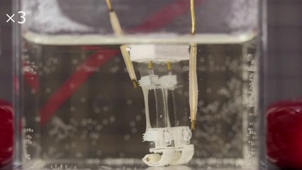 Crean el primer robot que "camina y gira" con dos piernas de tejido muscular sintético