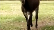 listen donkey voice