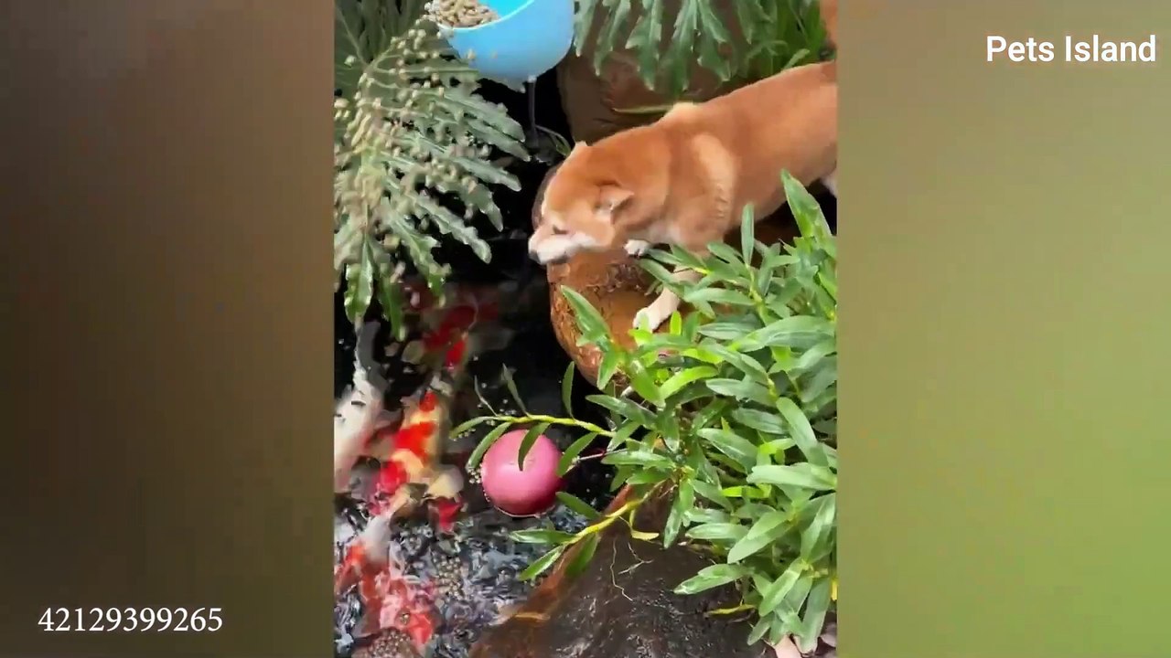 Animals Doing Funny Things  Best of Video 2024!