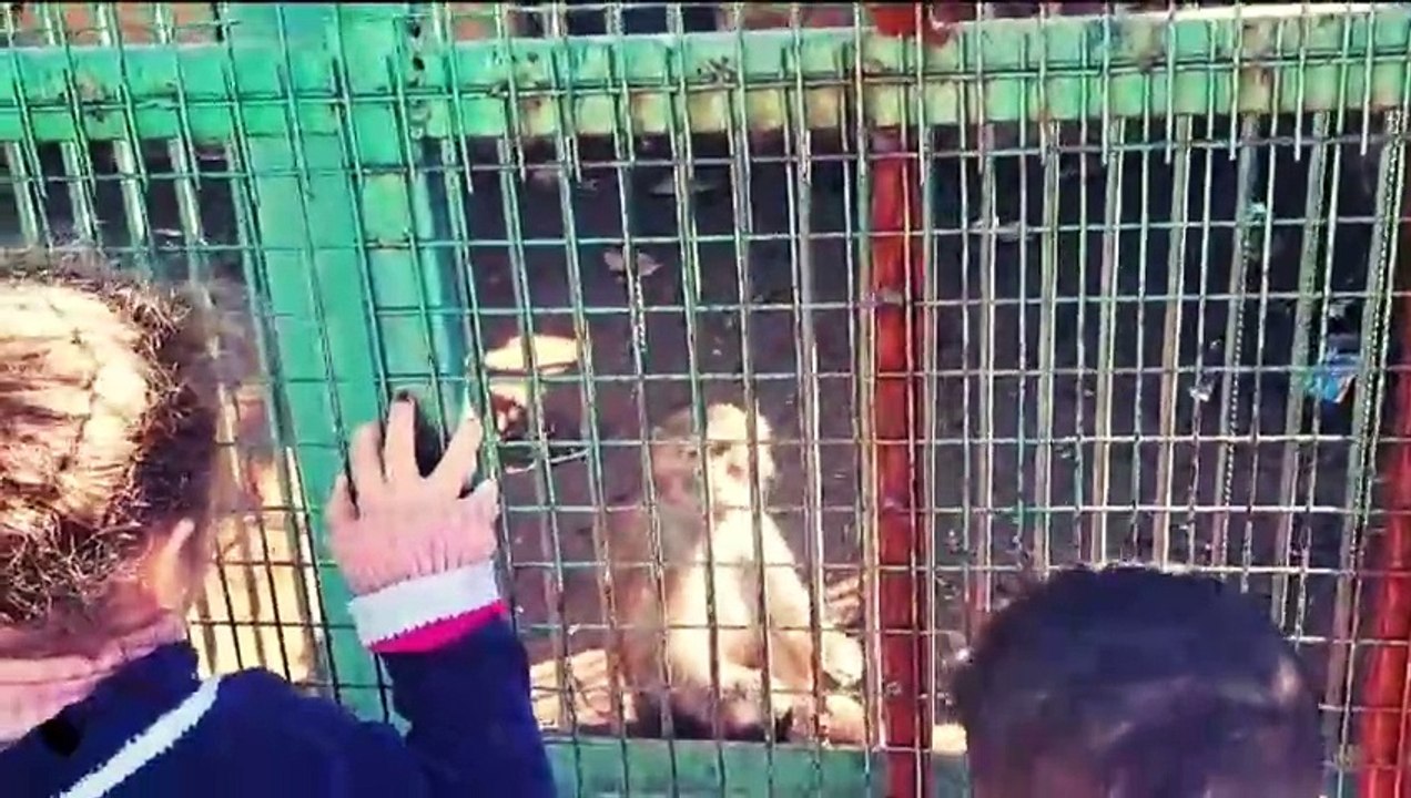 Children's adventures in the city of animals