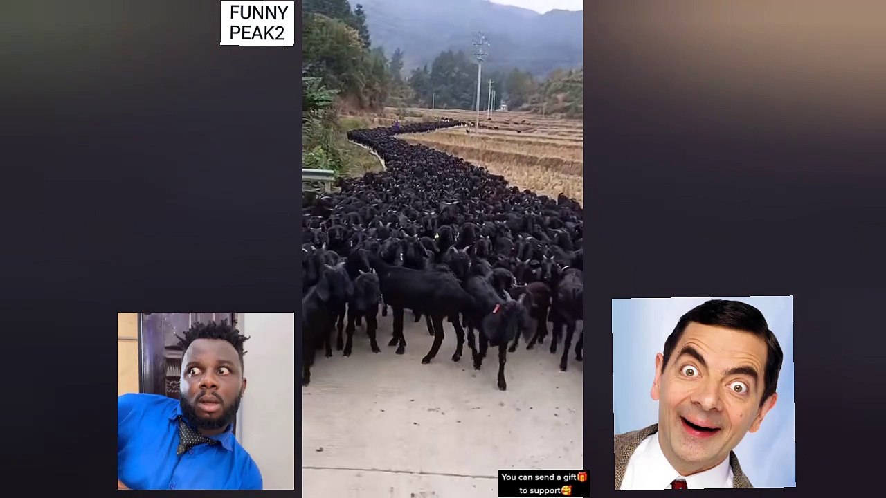 WATCH: Black goats taking over WOW