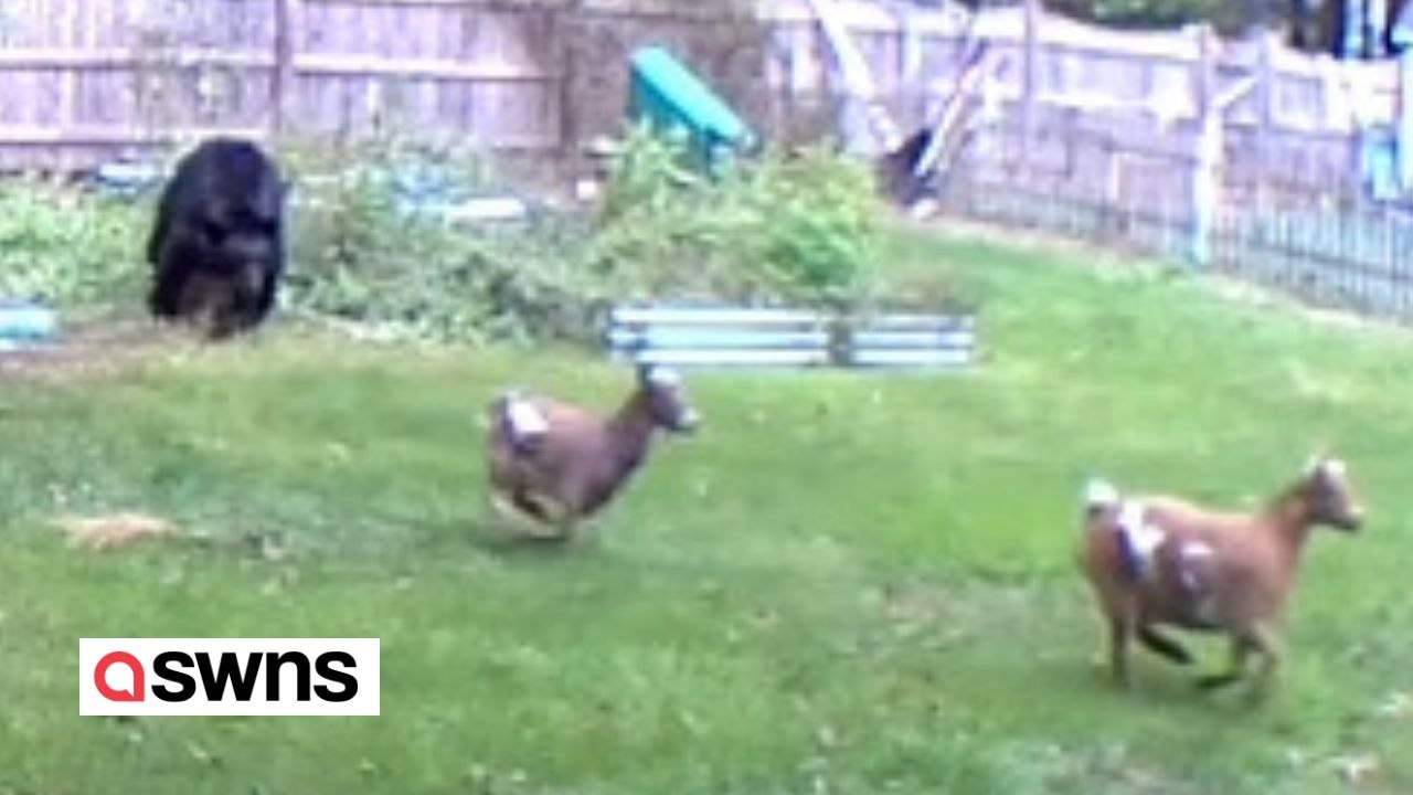 Zwei ziegen entkommen einem gigantischen schwarzbären