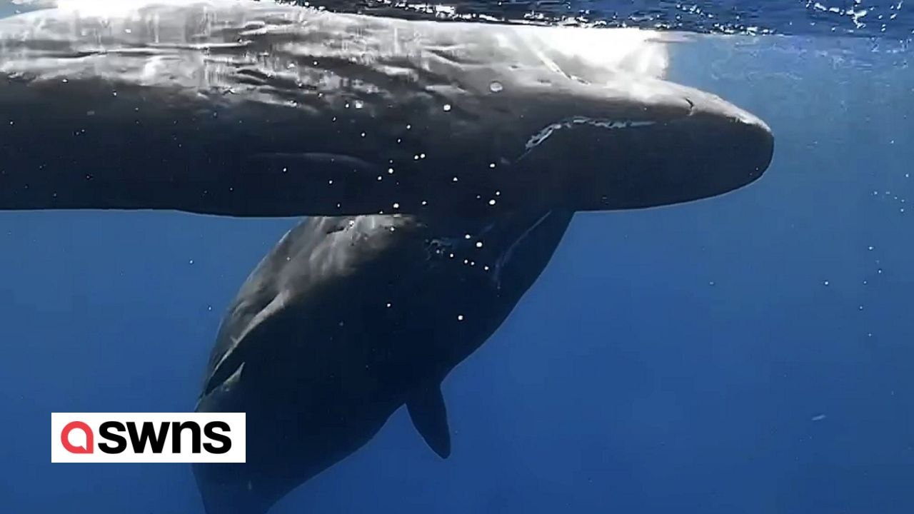 Baby-Wal stößt spielerisch gegen den Rücken eines Tauchers - und wird von einem Älteren ausgeschimpft