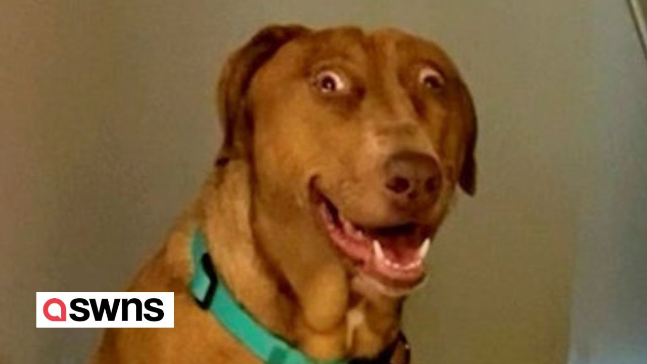 Dieser hund sieht aus wie scooby-doo
