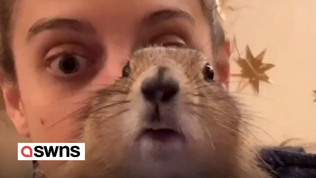 Doug der domestizierte Präriehund liebt es zu kuscheln und zu reisen