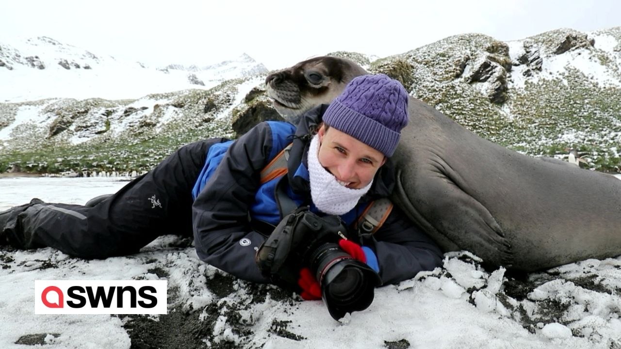 Frau erhält große Umarmung von einem ELEFANTENROBBEN
