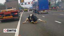 Dramatischer Moment, als eine KUH vom Lastwagen in den Verkehr auf der Autobahn stürzt