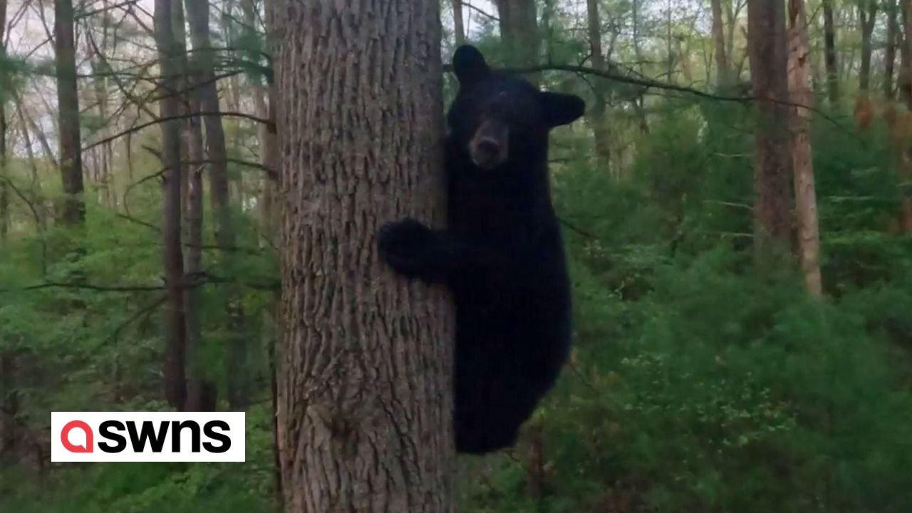 Hausbesitzer nutzt Drohne, um Bären zu verscheuchen, die sich auf sein Grundstück schleichen