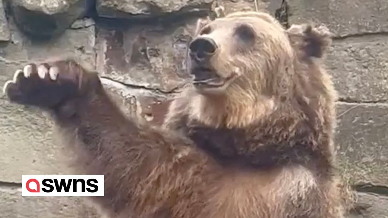 Bär winkt Zoobesuchern mit der Pfote zu, um zusätzliche Snacks zu bekommen