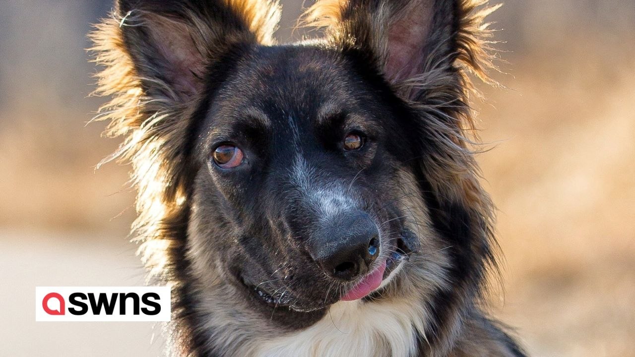 Rettungshund mit schiefem Gesicht findet sein endgültiges Zuhause