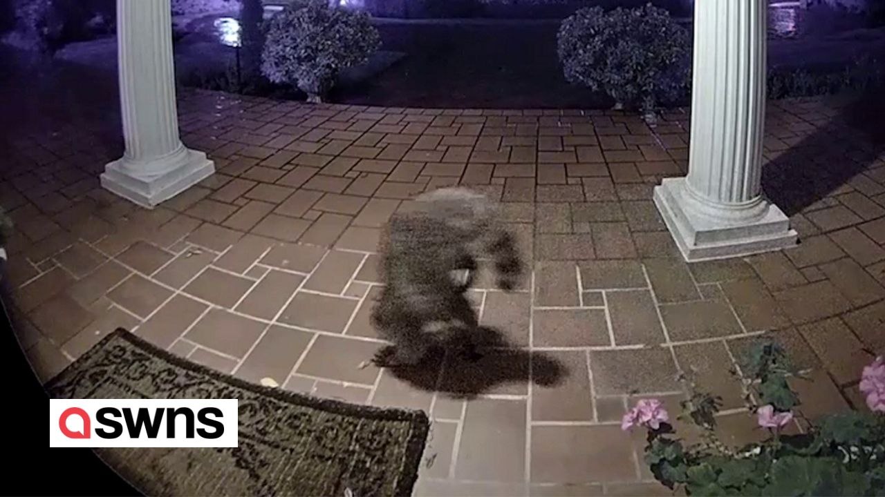 Lustige Aufnahmen von Türklingeln zeigen Waschbären, die auf ihren Vorderbeinen laufen